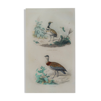 Ornithological Plate Buffon 1838 "Bustard & Little Bustard"