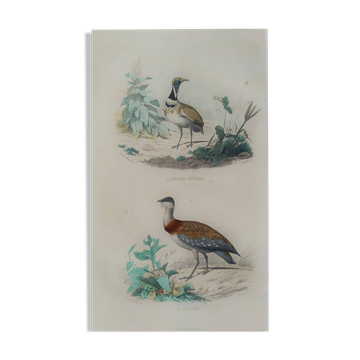 Planche Ornithologique Buffon 1838 "Outarde & Petite Outarde"