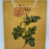 Lithographie rose vintag e