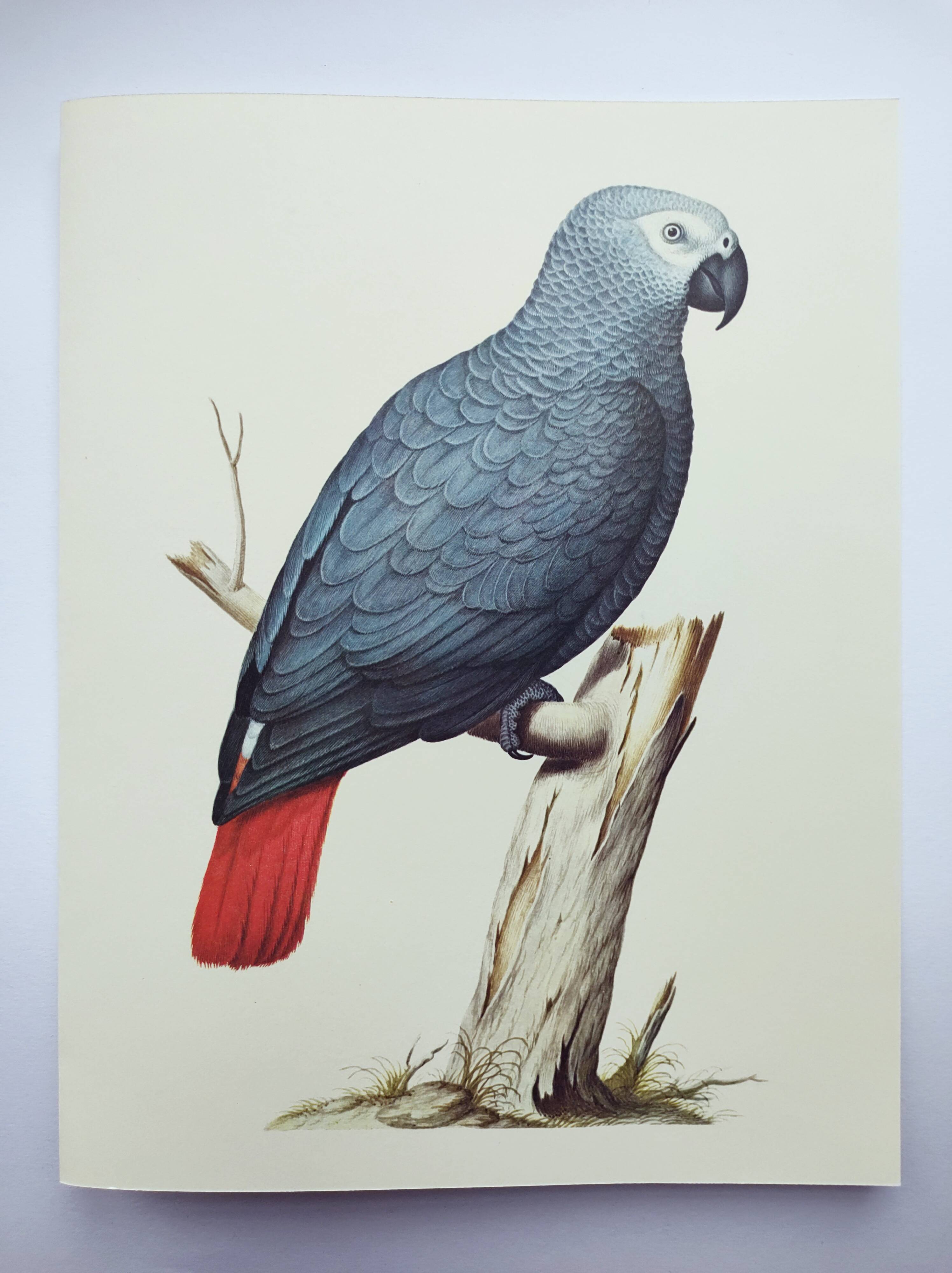 Old plate -Jaco or Grey Parrot- Animal illustration bird - vintage from 1970