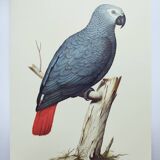 Old plate -Jaco or Grey Parrot- Animal illustration bird - vintage from 1970