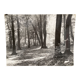 Photo film Bernard Darot Sunshine in the deciduous trees of the twentieth century