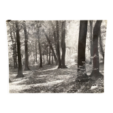 Photo argentique Bernard Darot Coulée de soleil dans les feuillus XXe