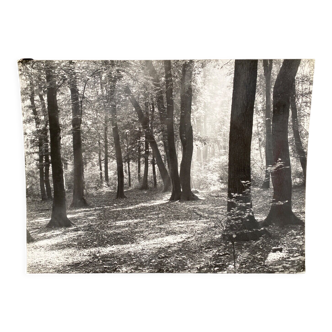 Photo argentique Bernard Darot Coulée de soleil dans les feuillus XXe