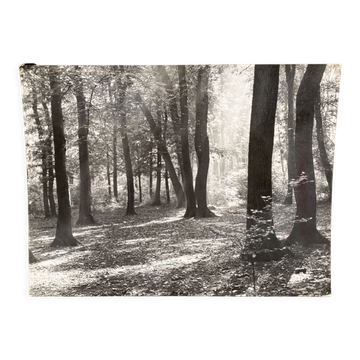 Photo film Bernard Darot Sunshine in the deciduous trees of the twentieth century