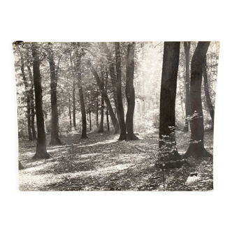 Photo film Bernard Darot Sunshine in the deciduous trees of the twentieth century