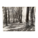 Photo film Bernard Darot Sunshine in the deciduous trees of the twentieth century