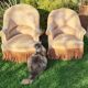 Pair of toad chairs and 1 ottoman