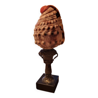 Trompette marine