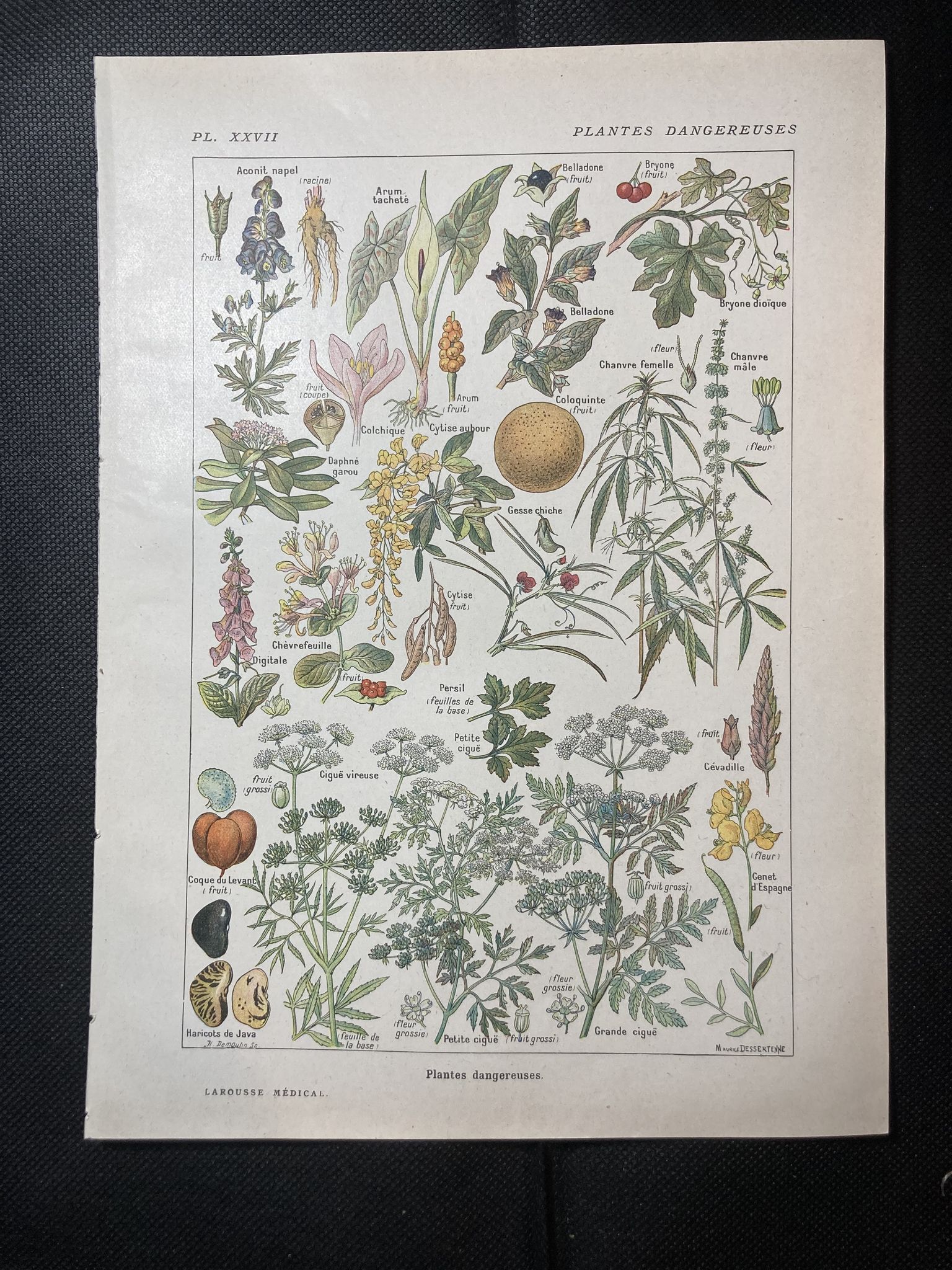 Lithographie sur les plantes dangereuses de 1920 "cigüe"