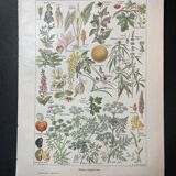 Lithograph on dangerous plants from 1920 "cigüe"