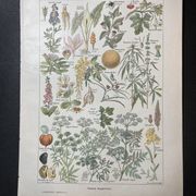Lithographie sur les plantes dangereuses de 1920 "cigüe"