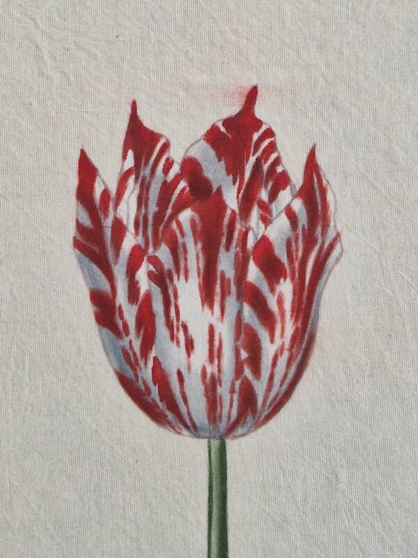 La Roche Laffitte (Born in 1943) - Watercolour drawing on silk - Tulip