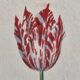 La Roche Laffitte (Born in 1943) - Watercolour drawing on silk - Tulip