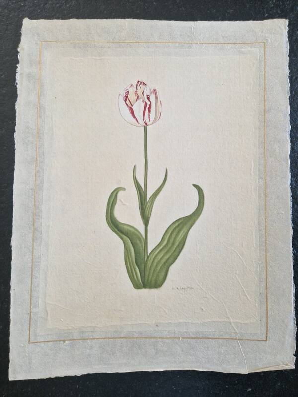 La Roche Laffitte (Born in 1943) - Watercolour drawing on silk - Tulip