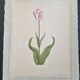 La Roche Laffitte (Born in 1943) - Watercolour drawing on silk - Tulip