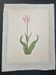 La Roche Laffitte (Born in 1943) - Watercolour drawing on silk - Tulip
