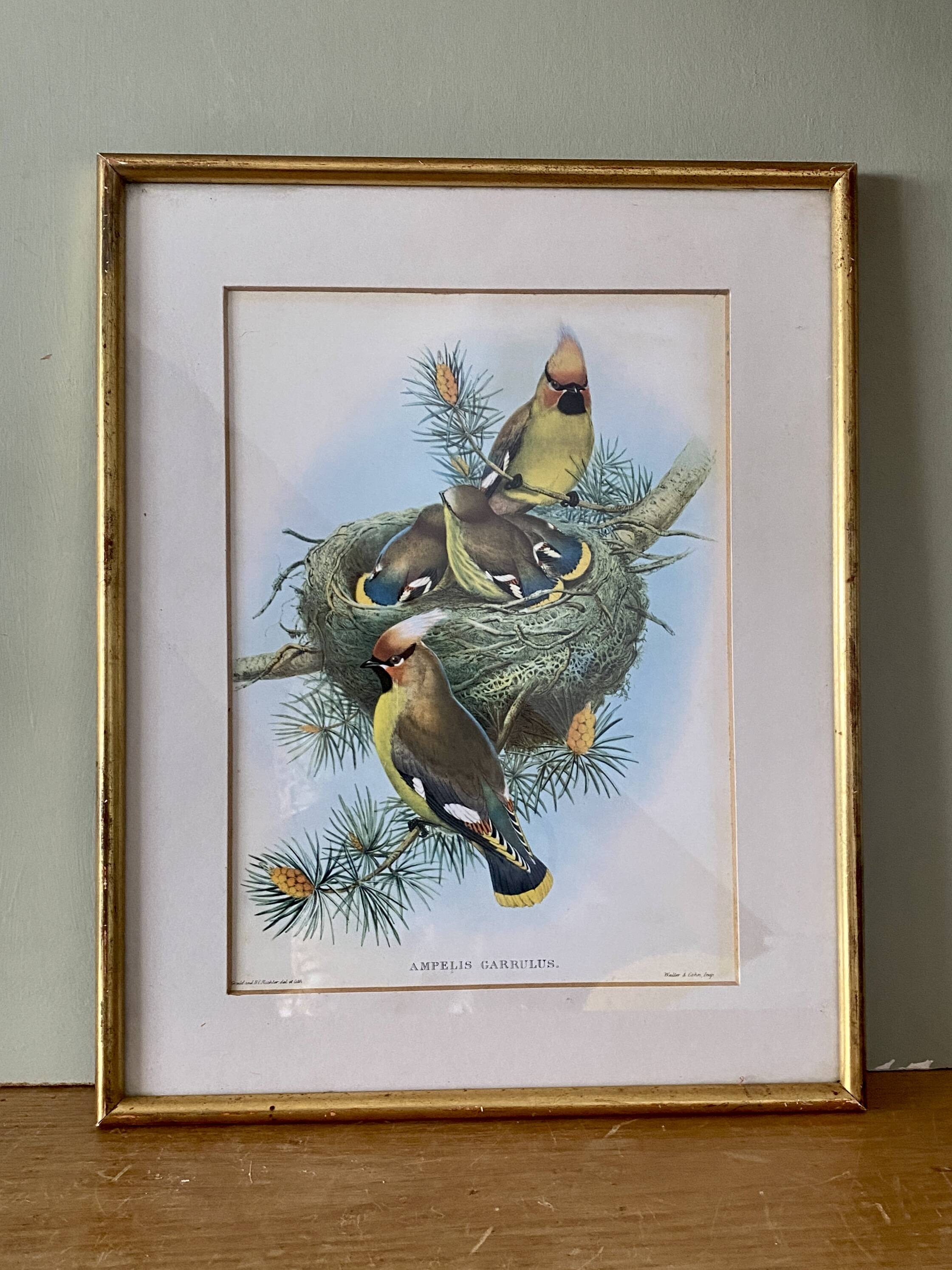 Old bird poster frame