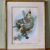 Old bird poster frame