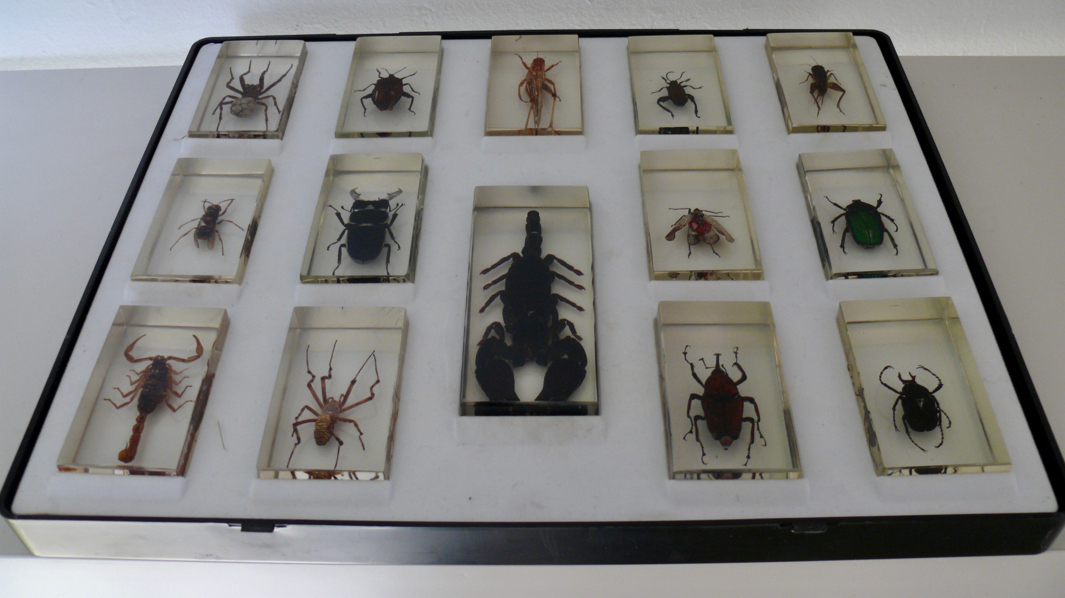 Insects in resin inclusion