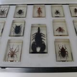 Insects in resin inclusion
