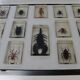 Insectes en inclusion résine