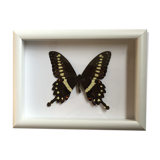 Butterfly naturalized under framework