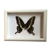 Butterfly naturalized under framework