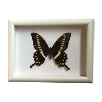 Butterfly naturalized under framework