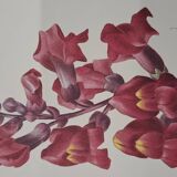 Planche botanique "Muflier à flaurs fleurs"