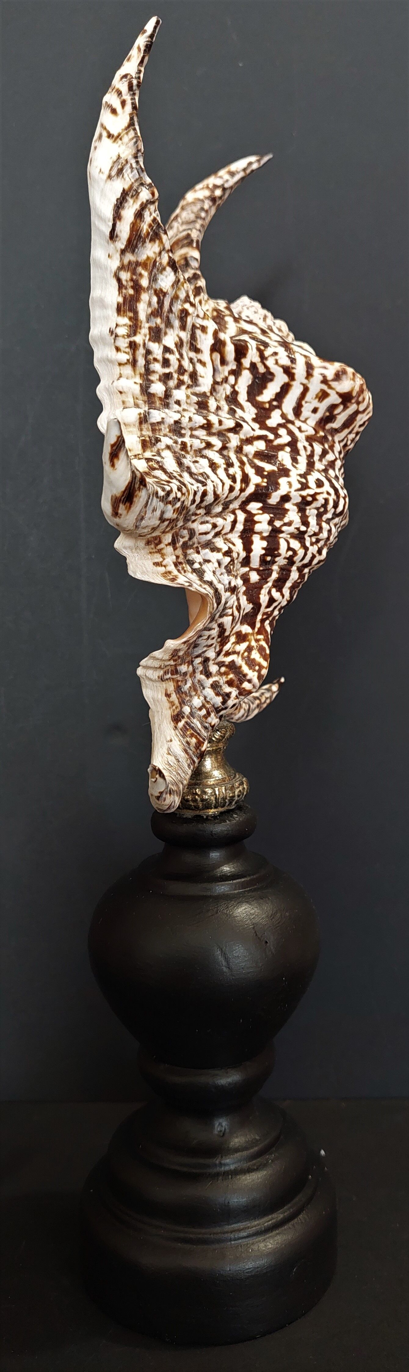 Cabinet of Curiosities shell harpago chiragra on base