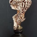 Cabinet of Curiosities shell harpago chiragra on base