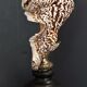 Cabinet of Curiosities shell harpago chiragra on base