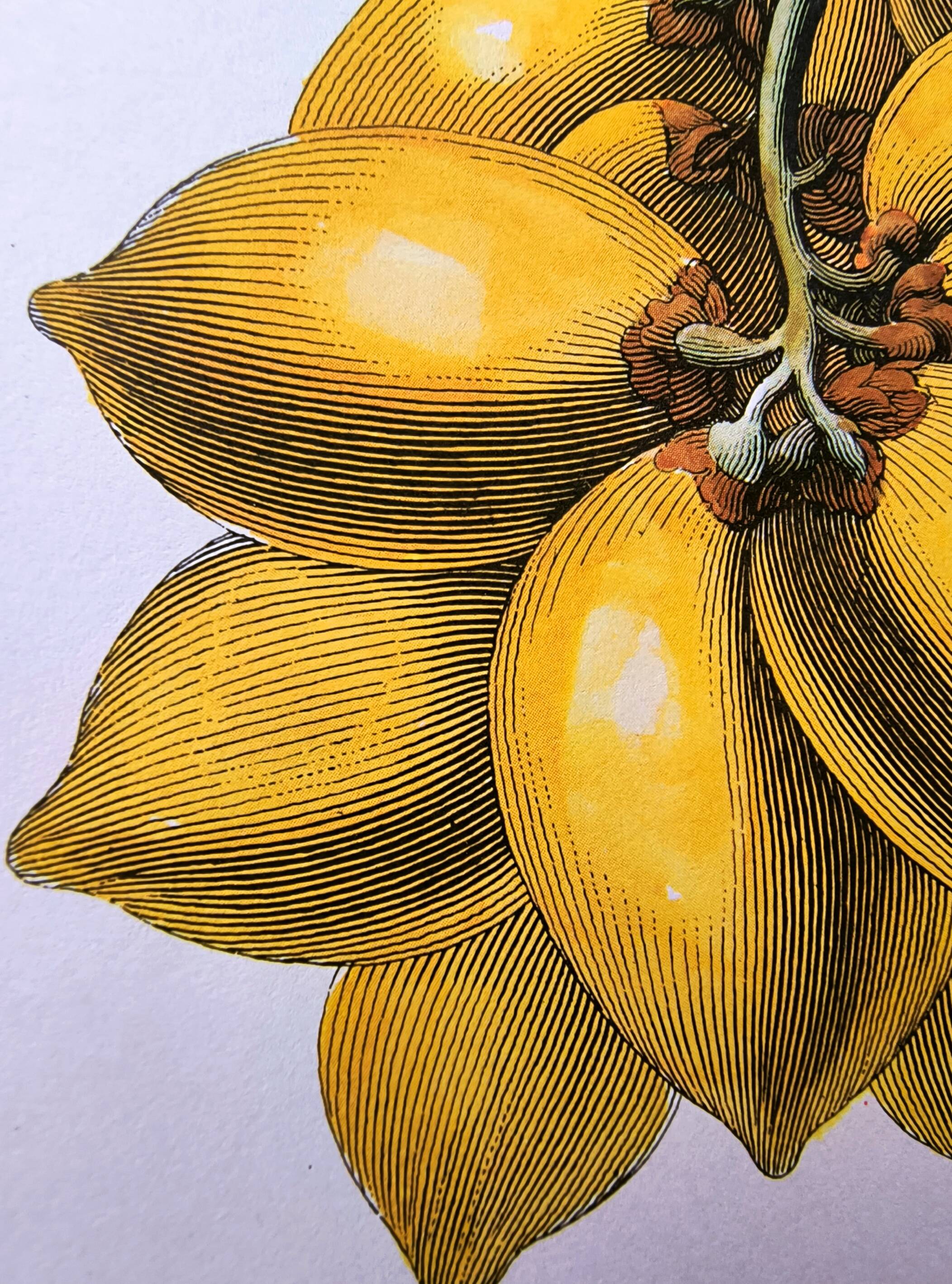 Vintage illustration - Plant with golden fruits by Merian. Antique plate