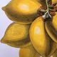 Vintage illustration - Plant with golden fruits by Merian. Antique plate