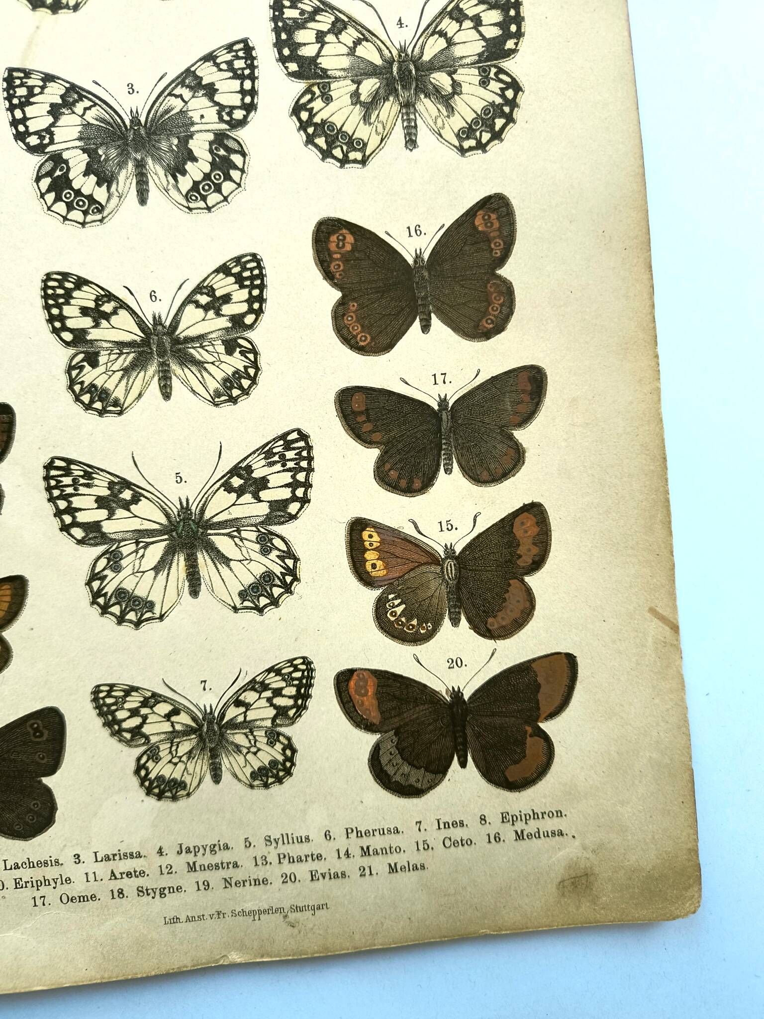Antique print of Butterflies - Lithograph from 1887 - Galatha
