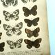 Gravure ancienne de Papillons - Lithographie de 1887 - Galatha