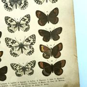 Antique print of Butterflies - Lithograph from 1887 - Galatha