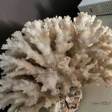 Vintage coral 22 cm