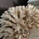 Vintage coral 22 cm