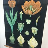 Tulip botanical poster by Jung Koch Quentell