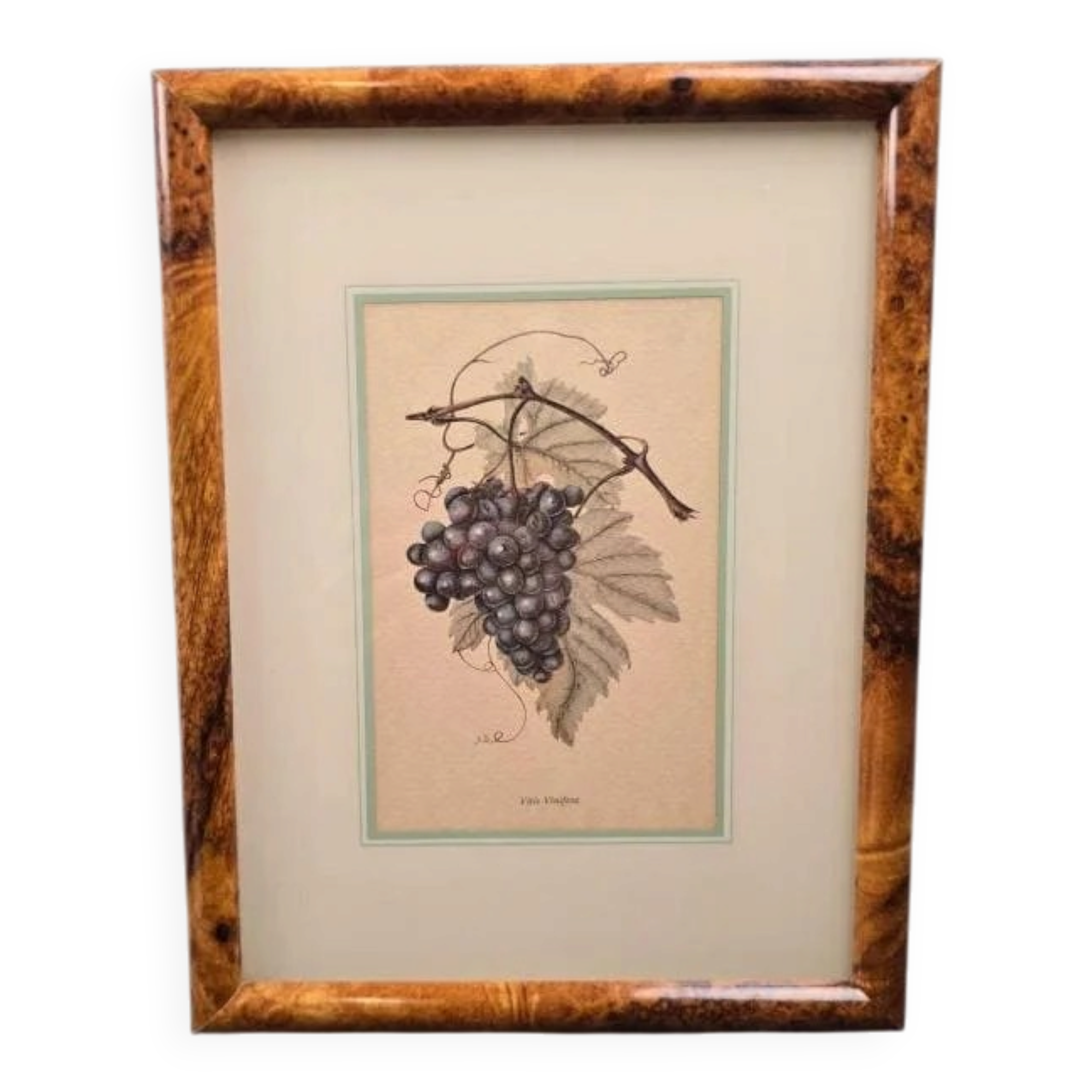 Cadre botanique Vitis Vinifera – Créastyl France