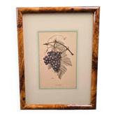 Botanical frame Vitis Vinifera – Créastyl France