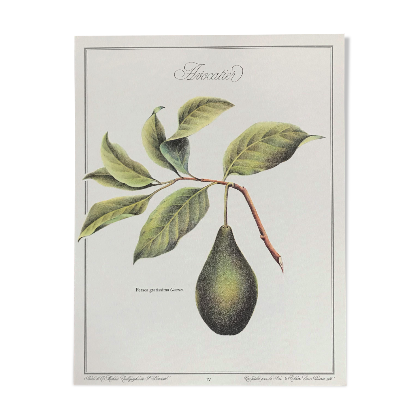 Botanical plank the avocado maker