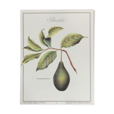 Botanical plank the avocado maker