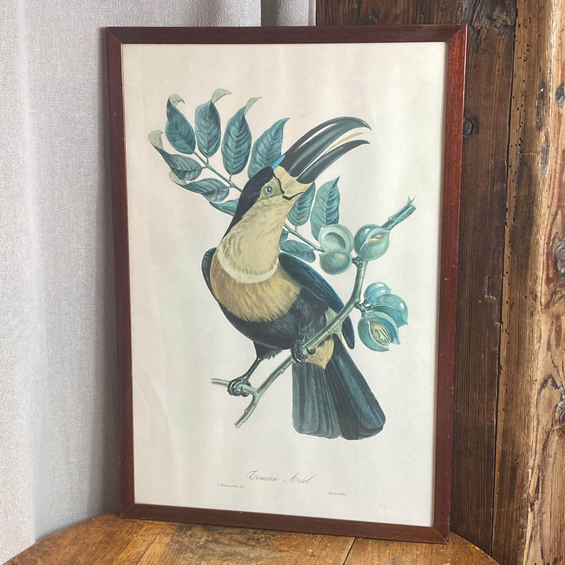Gravure, Toucan Ariel, Descourtilz