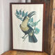 Gravure, Toucan Ariel, Descourtilz