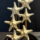 Starfish globe protoreaster nodosus