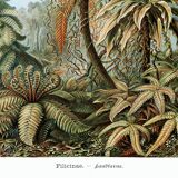 Poster about “tropical ferns”, based on an old lithograph