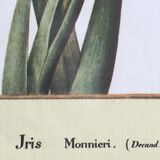 Reproduction P J redoute "iris monnieri" sous verre cadre bois